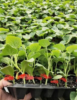 南召哪里卖甜瓜嫁接苗,宛城绿宝甜瓜苗育苗厂2026